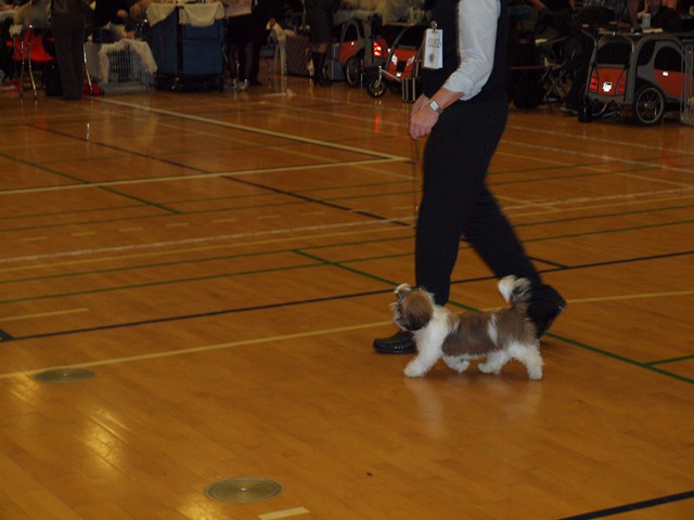 Shih Tzu Danmark
